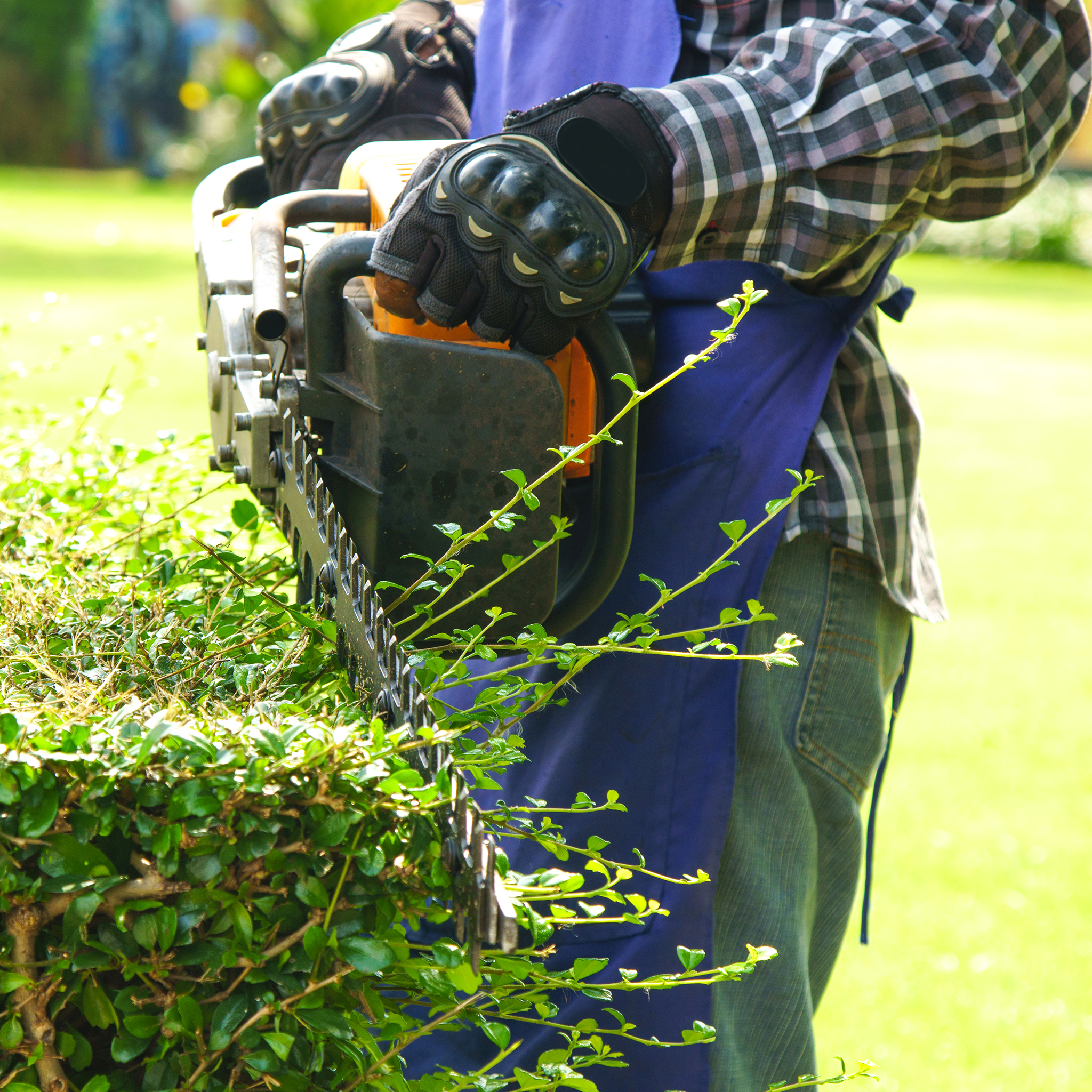 Hedge Cutting Services