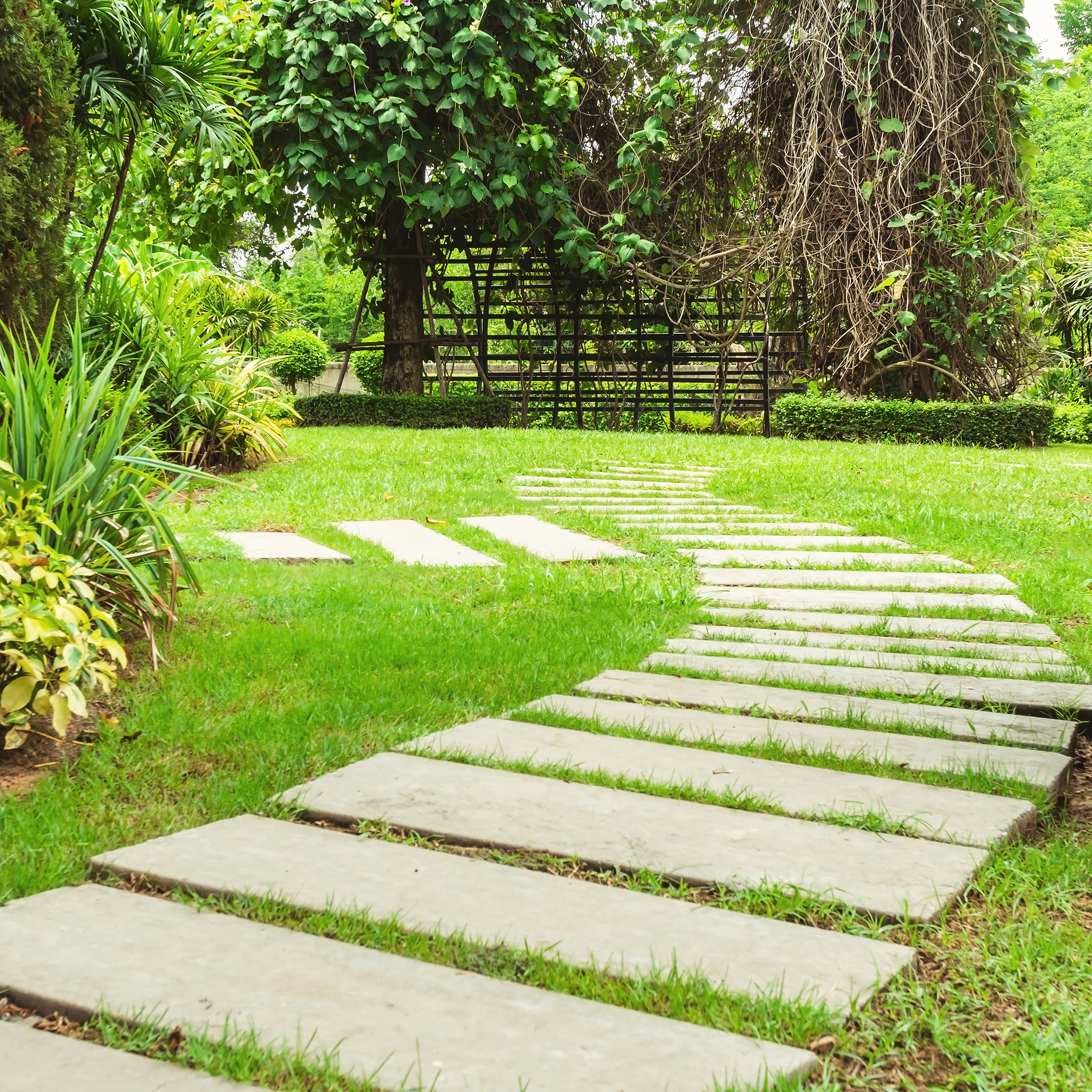 Your Local Experts for Healthy Trees and Beautiful Landscapes