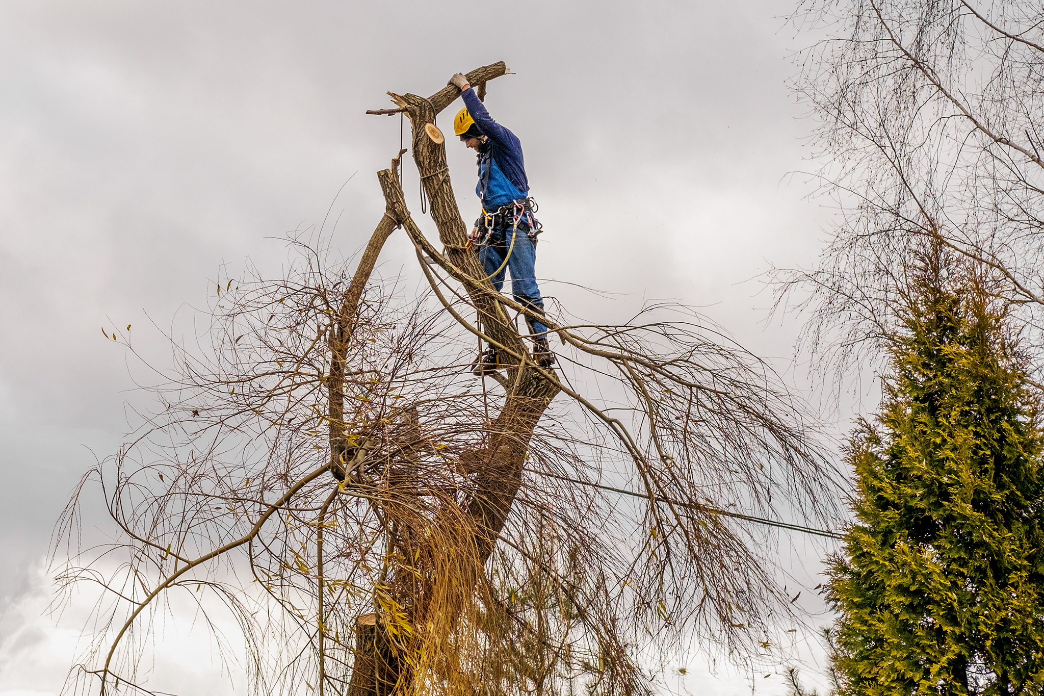 Professional Tree Removal Services